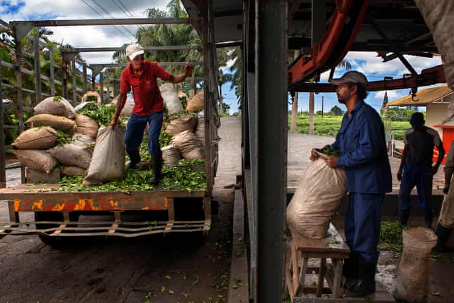 Workers unload goods at the Bois Cheri tea factory in Mauritius