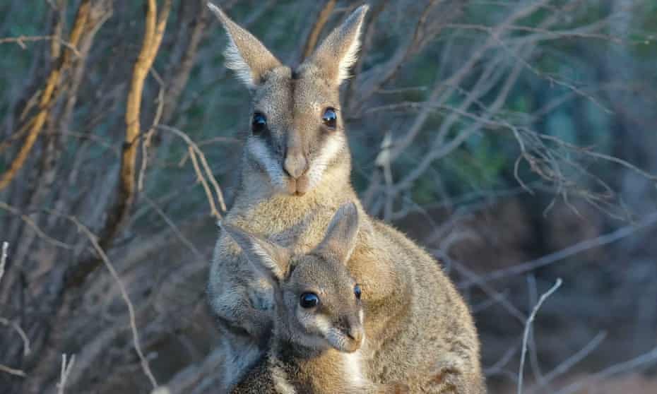 The bridled nail-tail wallaby