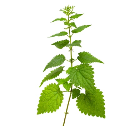 Nettle (Urtica dioica).