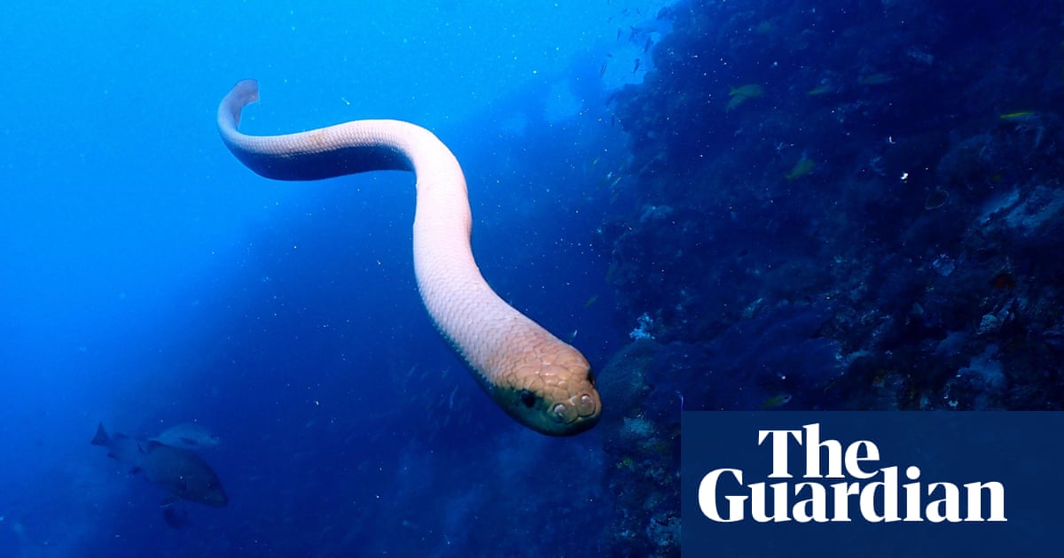 Venomous sea snakes may attack divers during mating season, study suggests