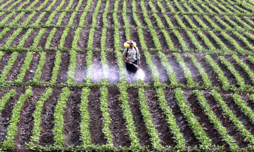 The rich soil of the Nile Delta