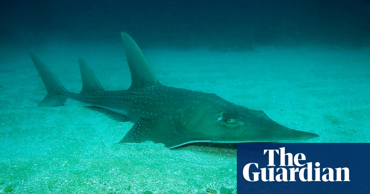 IUCN red list reveals wildlife destruction from treetop to ocean floor