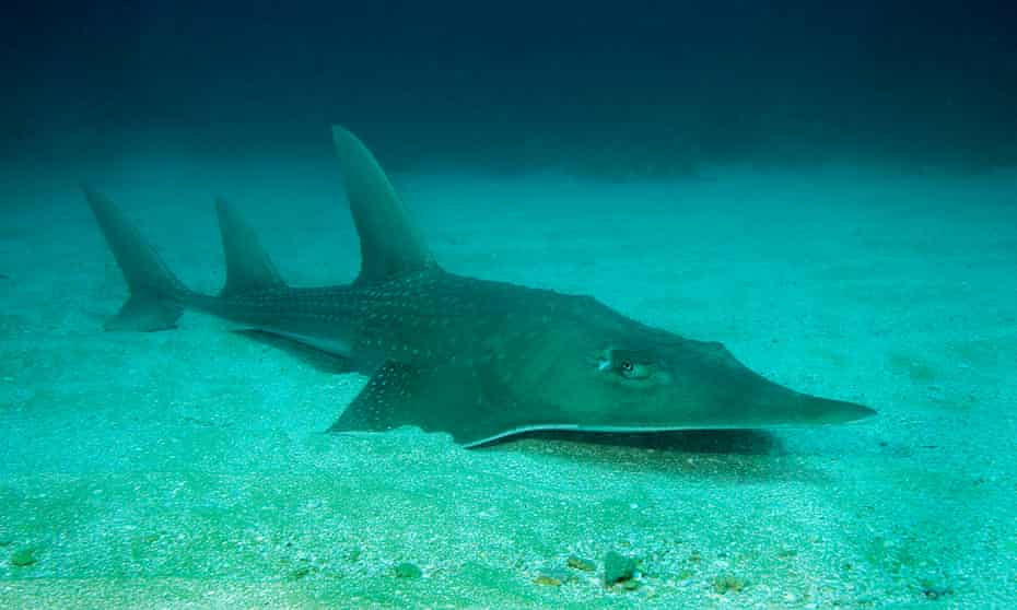 A guitarfish, one of two families of rays pushed to the brink of extinction in the IUCN’s updated red list.