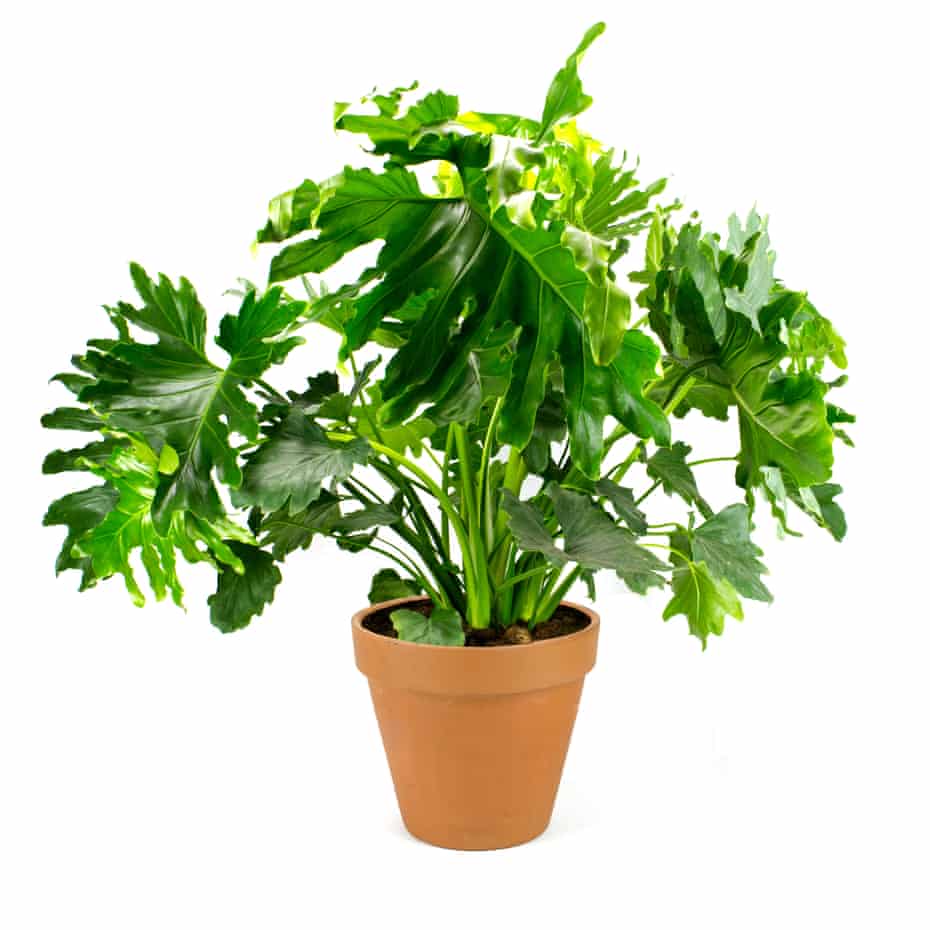 Cut-leaf philodendron in pot