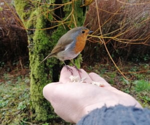 Robin perched on the author's hand.