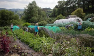 Volunteers plant and grow edible crops on land close to Machynlleth.