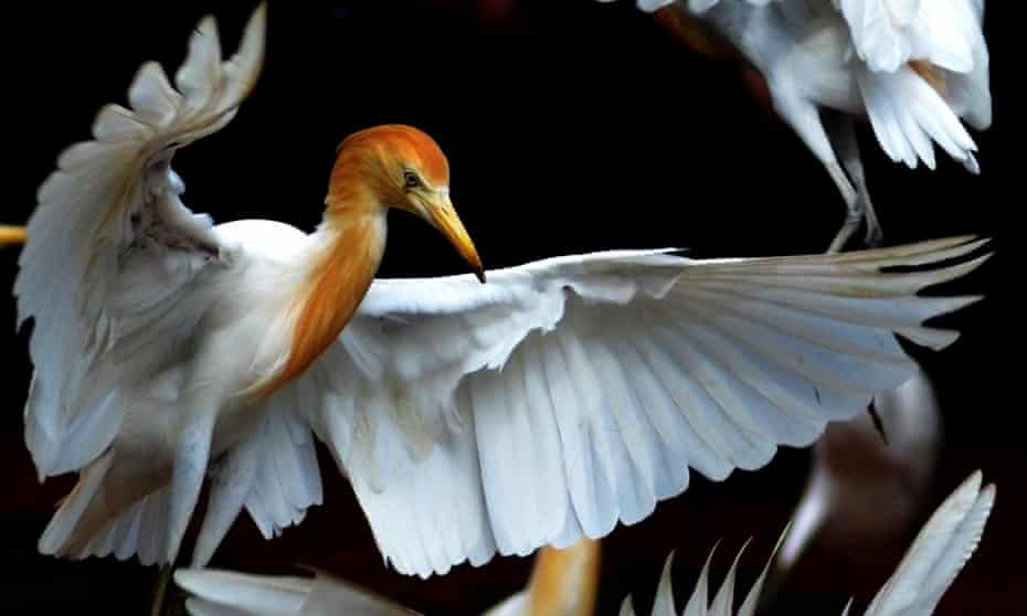 The cattle egret, a native of the Mediterranean, is now found in the UK. 