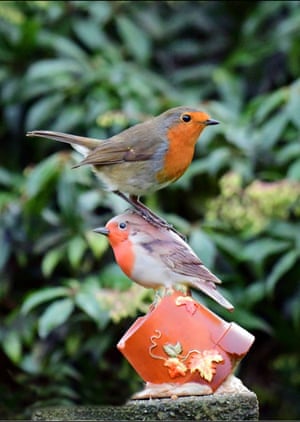 Um tordo pousa em cima de um enfeite de jardim em Macclesfield, Inglaterra