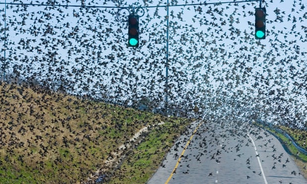 A flock of grackles in Alabama in 2011. More than 30 of the birds mysteriously died recently in Boston. Officials are investigating possible causes. 
