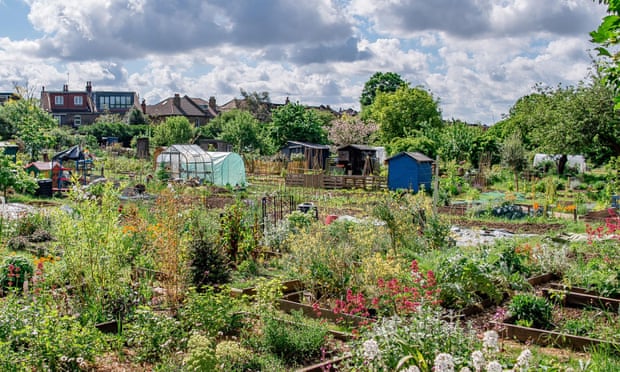 Northfield Allotments, previously known as Ealing Dean. View over Northfields Allotments NW to SE Credit - Nabil Jacob