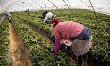 Seasonal workers of Moroccan origin pick strawberries in a greenhouse in the area between Palos de la Frontera and Moguer.