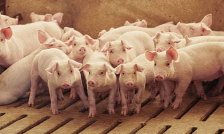 Pigs at a farm near Le Mars, Iowa