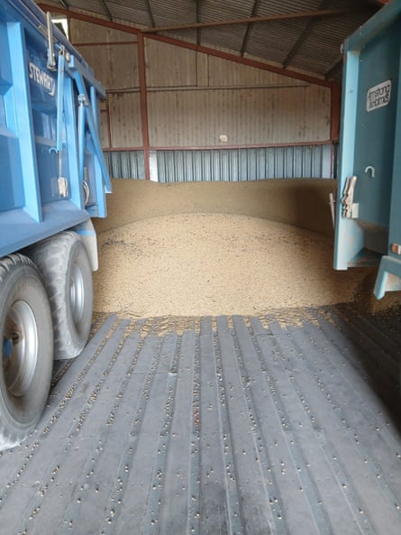 The bean yield, which is half of expectations
