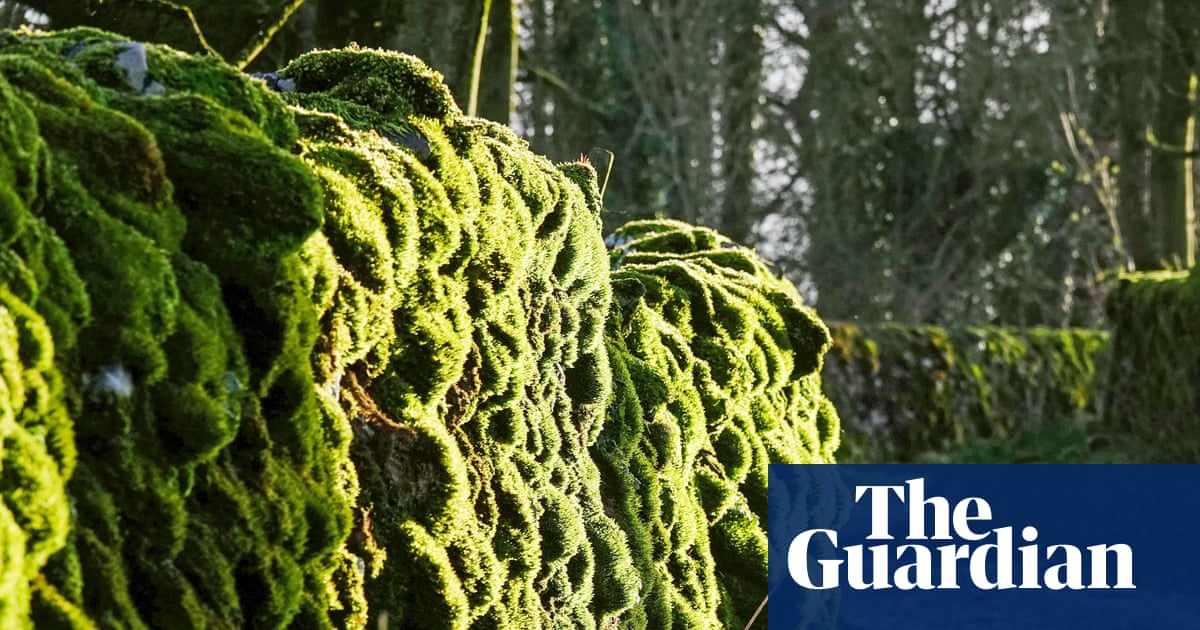 Country diary: Succumbing to the serpent of shining green | Mark Cocker