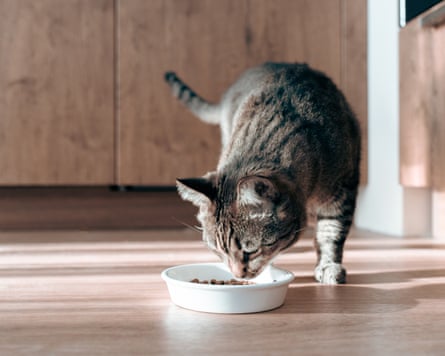 Domestic tabby cat approaches a bowl of food, bright sunlight falls on the floor