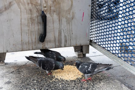 Pigeons fight over fresh vomit inside a payphone.