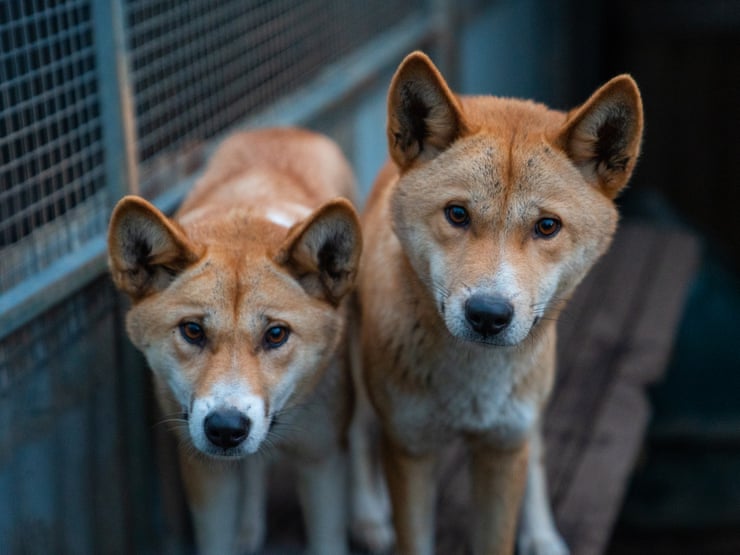 Alpine dingoes at risk of extinction after Victorian government extends right to cull Victoria’s north-west dingo population is ‘hurtling towards extinction’, says Prof Euan Ritchie. Photograph: Australian Dingo Foundation