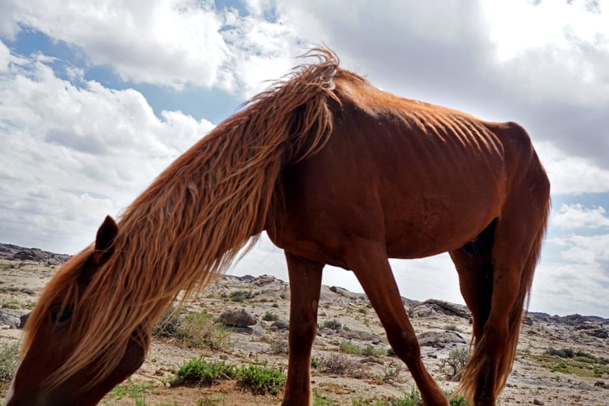 A horse grazes Khanbogd