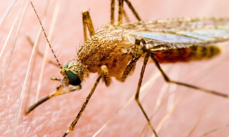 The victim of Murray Valley encephalitis most likely contracted the virus from mosquito in Darwin.