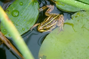 Um sapo de piscina do norte é solto em pingos antigos no Thompson Common do Norfolk Wildlife Trust, quando são reintroduzidos na natureza após serem extintos na Inglaterra no final do século XX.