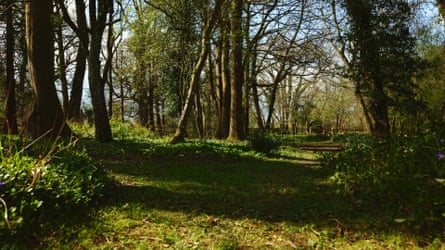 A grassy path running through the middle of a woodland