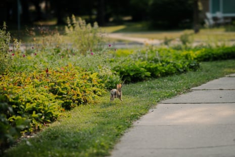 A rabbit runs along a grassy verge with more dense plants behind.