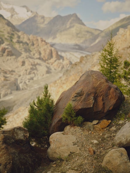 Small saplings growing on a rocky slope with an glacier and snowy peaks in the background