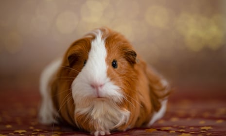 Guinea pigs need a decent-sized enclosure and their care can prove expensive. But the greater problem? Owners get bored with them.