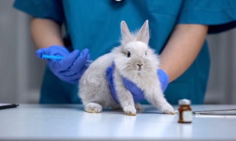 Nurse giving injection to rabbit
