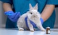 A nurse giving an injection to a rabbit.