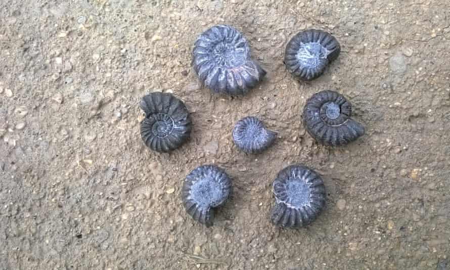 Country Diary Fossils With The Treasure Factor Draw A Crowd Fossils The Guardian Country Diary Fossils With The Treasure Factor Draw A Crowd Fossils The Guardian