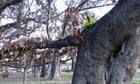 'Symbol of hope': Lahaina's beloved banyan shows new growth after fires