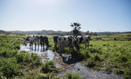 Cows in California landscape.