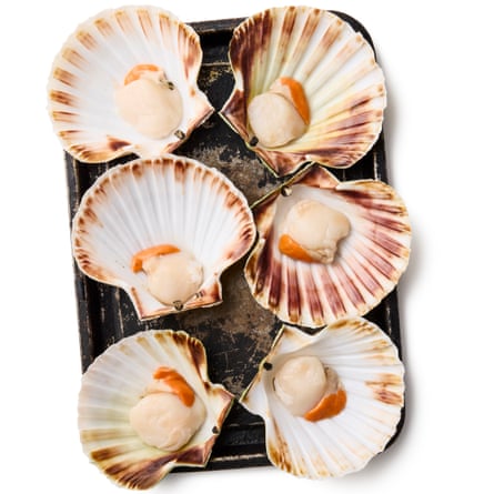 Felicity Cloake’s scallop St Jacques 01a. Six scallops.