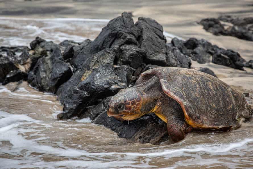 A turtle struggles to return to the sea after trying to nest on Maio.
