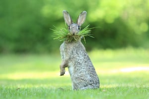 Eh, what’s up doc?Olivier Colle’s photograph of a wild rabbit in Flanders, Belgium, wins highly commended