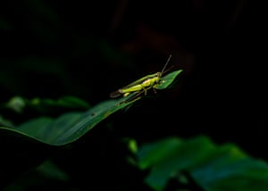 A Japanese grasshopper on a leaf.
