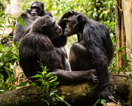 two chimpanzees grooming one another in a forest