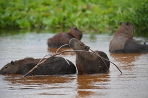 A family of Capybaras in the Pantanal wetlands, in Mato Grosso state, Brazil