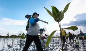 Mangrove planting