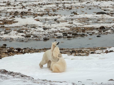 Two polar bears wrestle on a patch of ice 