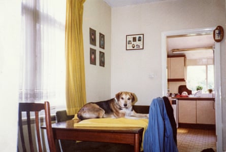 A dog lies on a dining table, waiting for food.