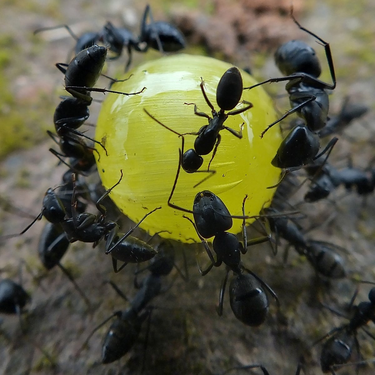 Politicians Are Complicit In The Killing Of Our Insects We Will