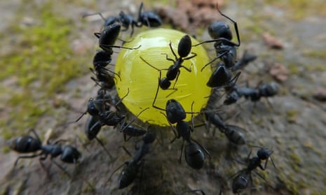 A group of ants join their forces to move a sweet.