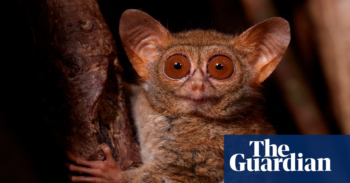How Nocturnal Bush Babies Survive at Night - YouTube