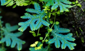 Metallic colours: the amazing foliage of peacock spikemoss.