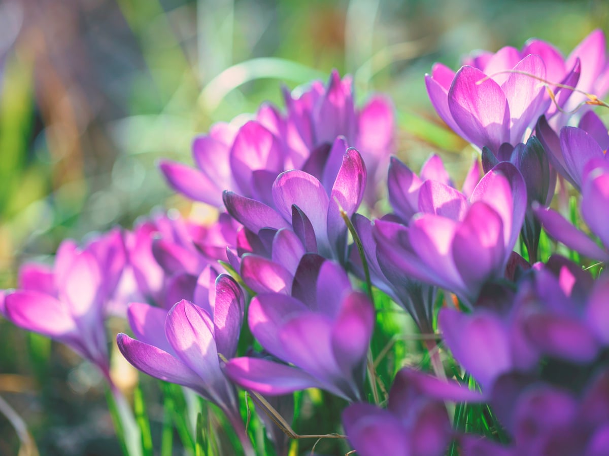 Early spring flowers around the UK: readers' travel tips, Parks and green  spaces