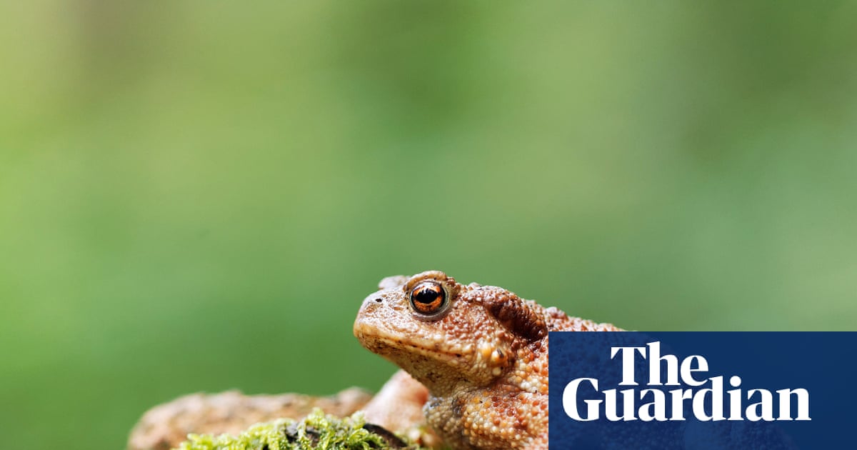 ‘A toad is a perfect tenner’: experts recommend wild candidates for new banknotes