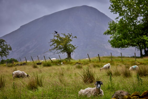 Sheep graze with Grasmoor in the distance.