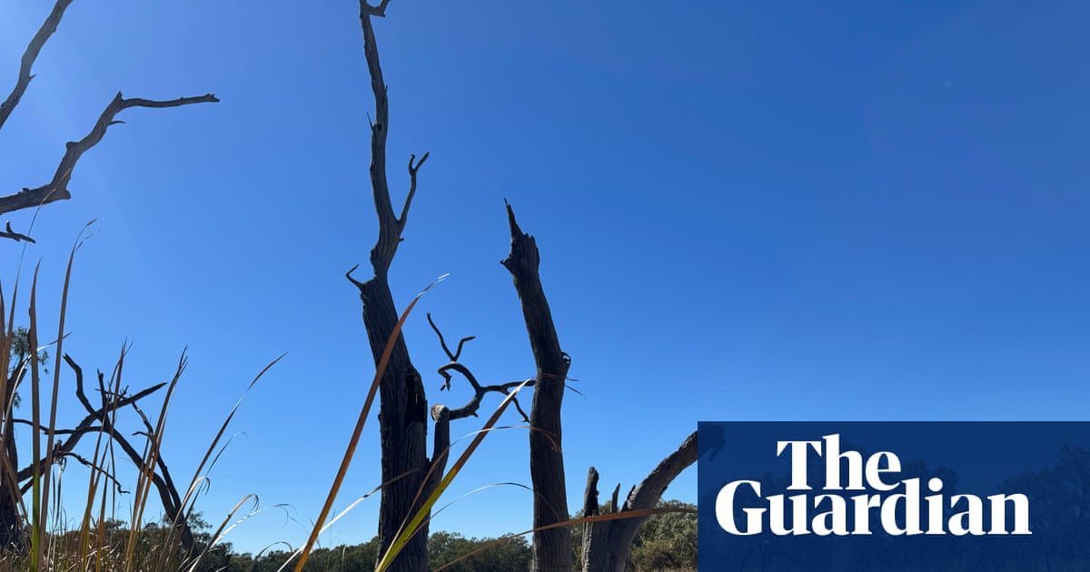 WaterNSW criticised for ‘appalling’ decision after hundreds of turtles left to die in wetlands